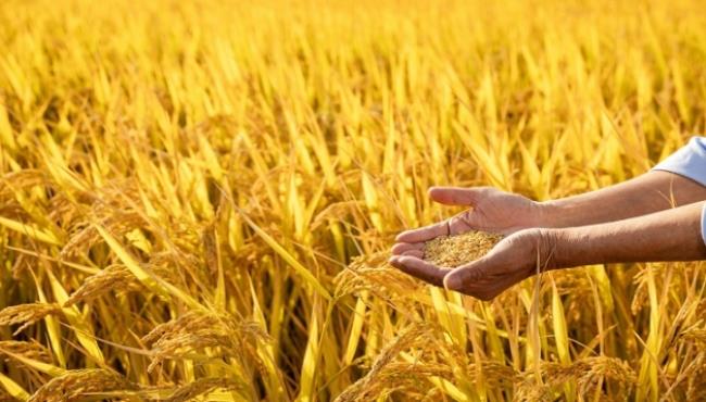 世界上最早种植水稻的国家是