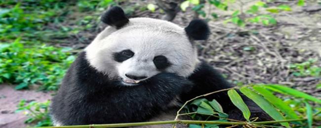 大熊猫的祖先属于食肉动物吗?