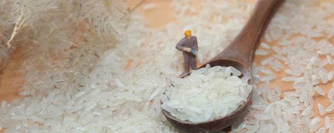 速食米饭的米是什么米