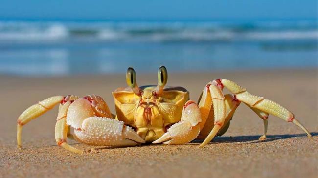 螃蟹有几条腿