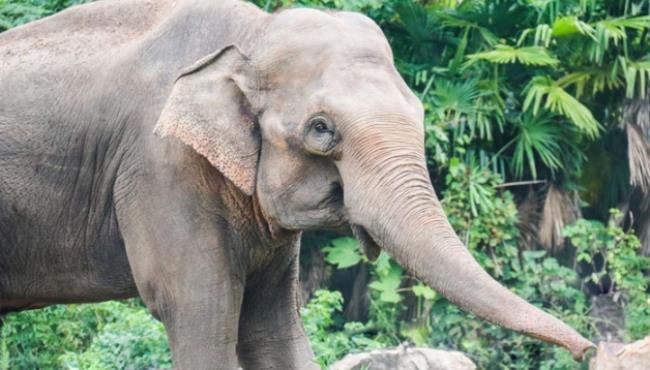 亚洲象是国家几级保护动物