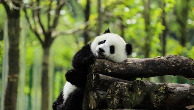 为什么大熊猫被称为国宝