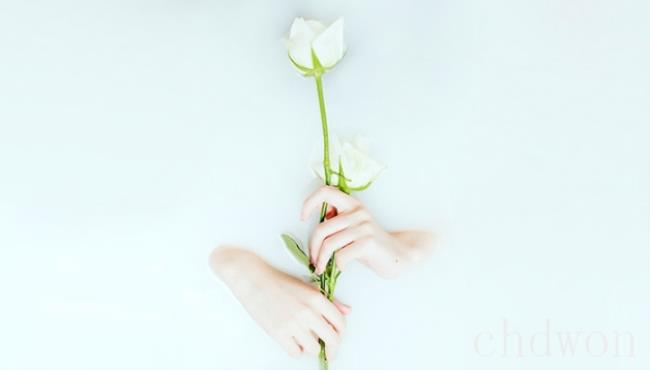 白玫瑰的花语是