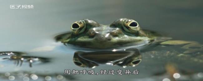 青蛙吃什么食物