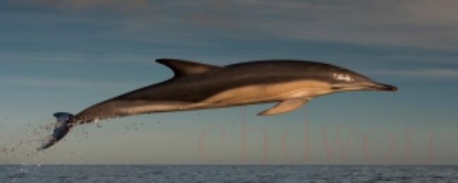 海豚是什么类动物