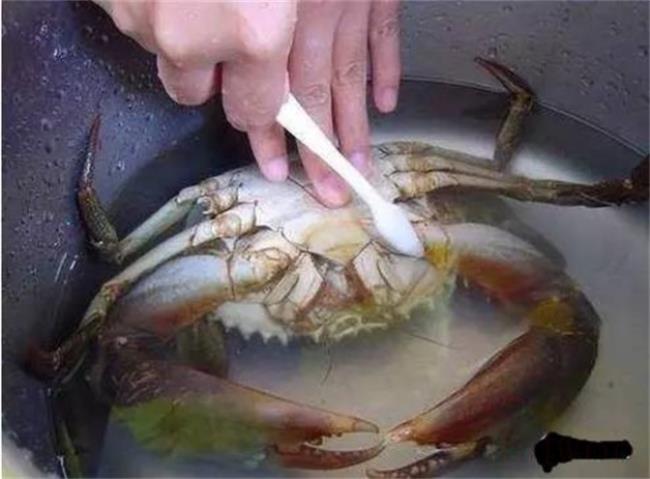海螃蟹蒸多长时间（螃蟹不洗直接蒸可以吗）