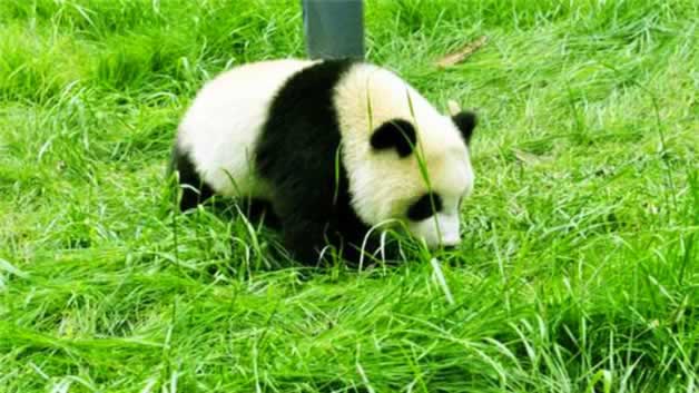 熊猫为什么喜欢睡觉