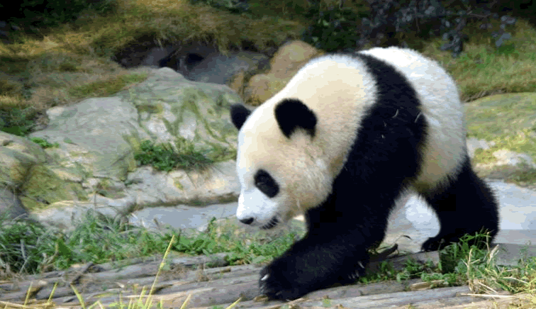 中国国宝大熊猫的外形特点