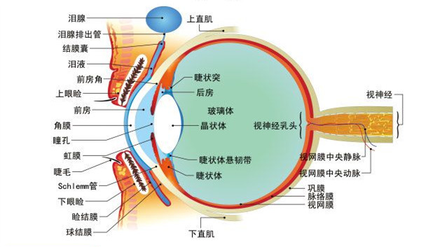 2,眼内腔包括前房,后房和玻璃体腔,眼内容物包括房水,晶状体和玻璃体