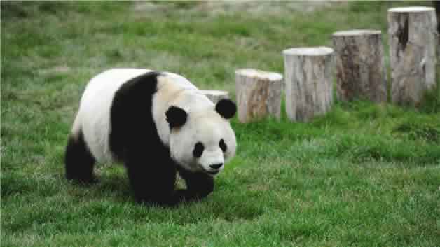 大熊猫的介绍和特点