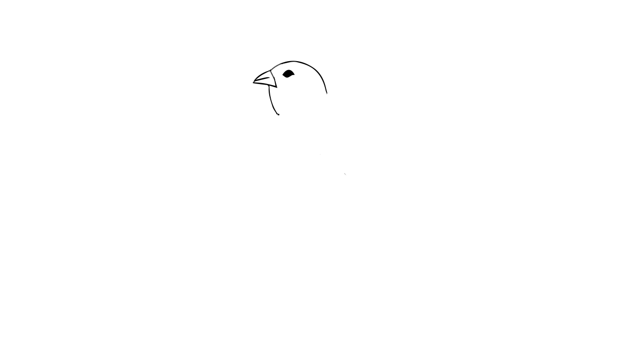 珍珠鸟怎么画 画法图片