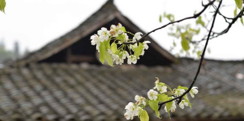 清明节,节日,中国传统文化