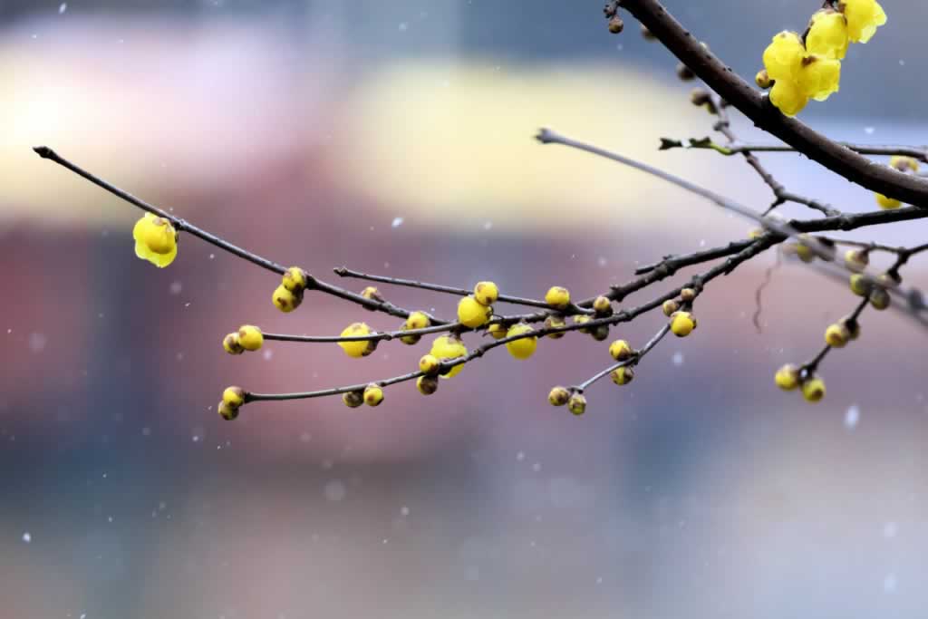 小雪,节气,含义