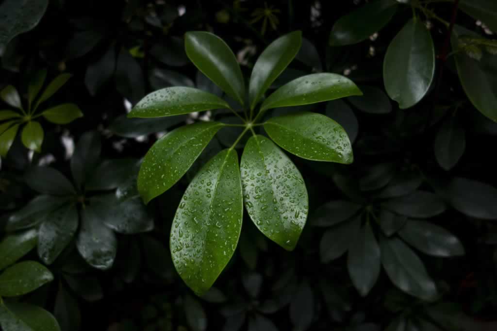 惊蛰节气,节气文案,文案