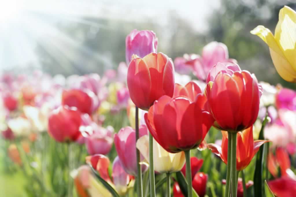 夏至,二十四节气,节气