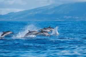海豚的活动方式是什么
