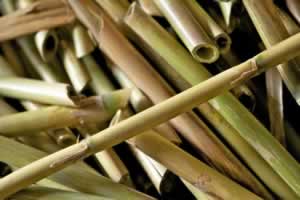 怎么用竹子做口哨