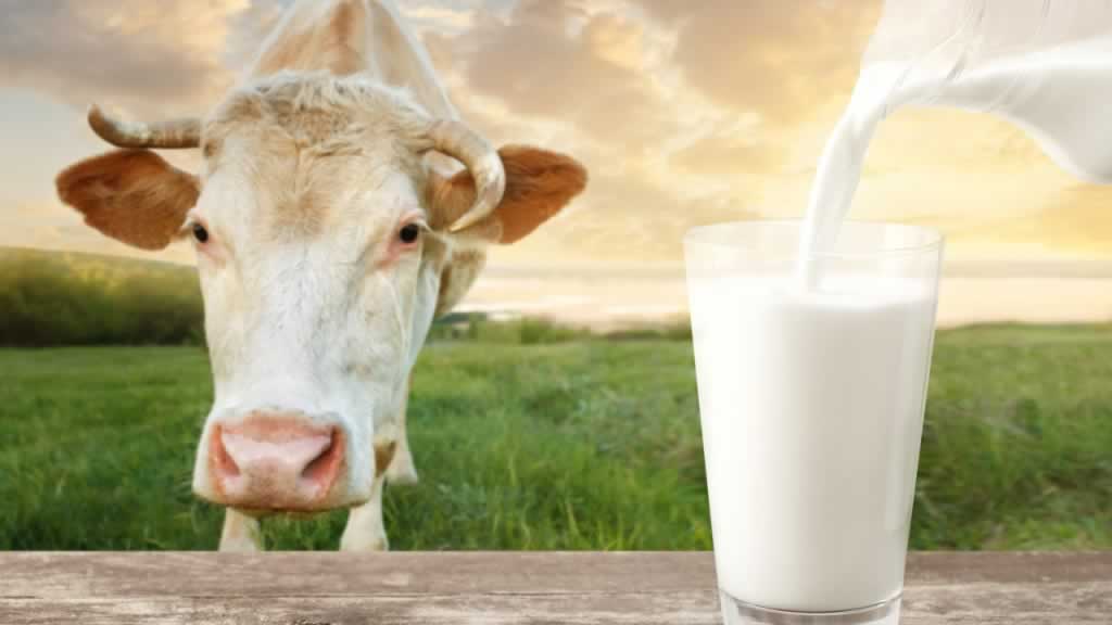牛奶饮品,牛奶,日常饮品