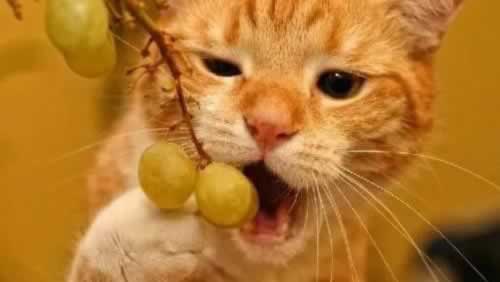 猫吃葡萄,养猫,养猫常识