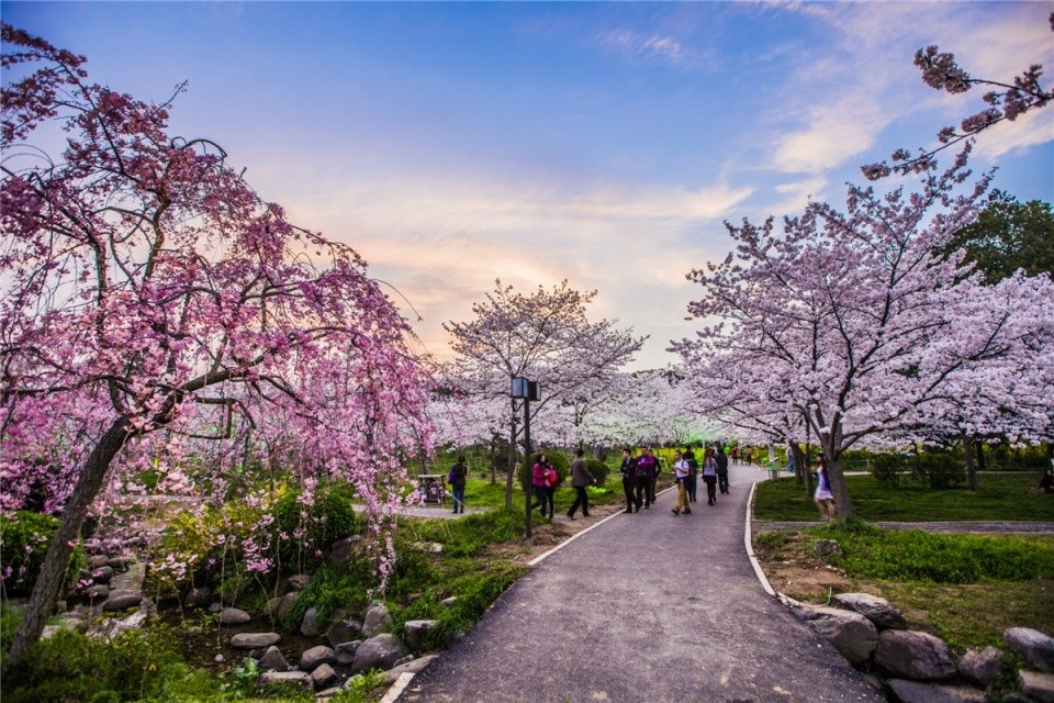 樱花,赏花,春游