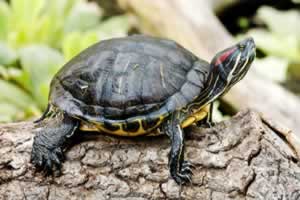 乌龟的养殖方法及注意事项