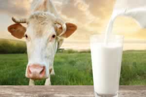 牛奶饮品和牛奶的区别