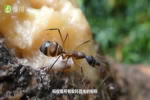蚂蚁的身体构造是什么样的（图文）