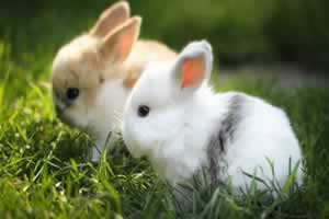兔子公母有几种分辨法