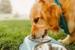 狗多久不喝水会渴死
