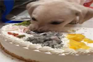 狗狗可以吃奶油蛋糕吗
