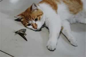 猫一般吃飞蛾会中毒吗