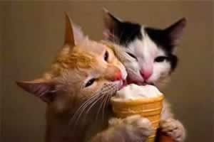 猫一般可以吃雪糕吗