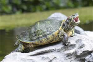 乌龟多长时间喂食一次