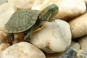 养乌龟一般是不是每天都得换水