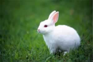 兔子长癣会传染给人吗