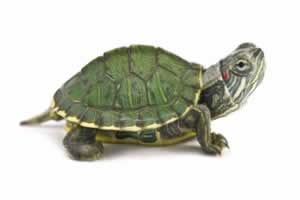 草龟和巴西龟能一起养吗
