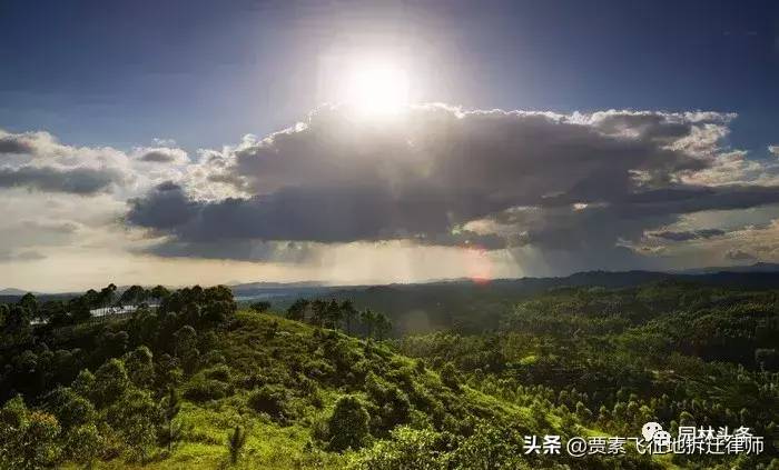 林地补偿包括什么内容（林地征地土地的补偿规定）