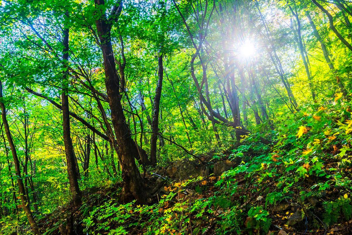 山林土地权属纠纷有关法律（农村山林纠纷处理依据问题）