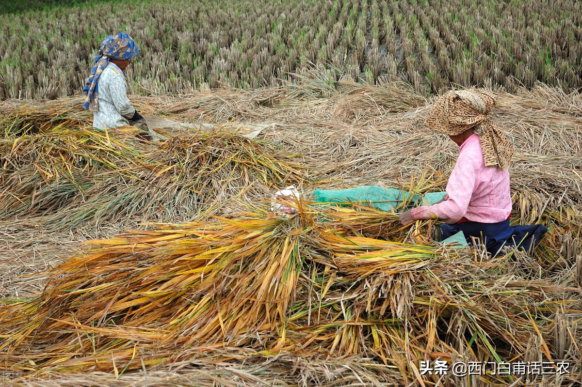 关于全面取消农业税（取消农业税的重大历史意义）