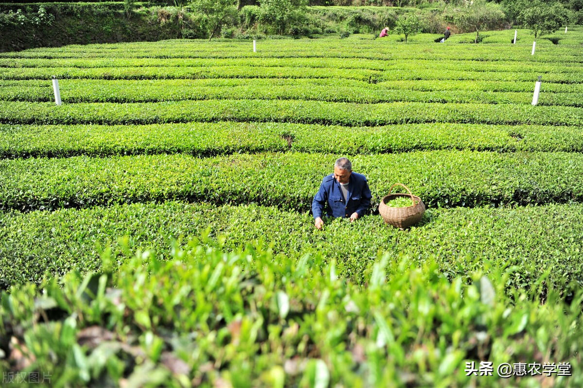 耕地占用税税率是多少（耕地占用税免税范围包括）