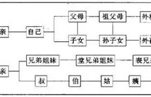 旁系血亲三代怎么计算（旁系血亲三代的判定）