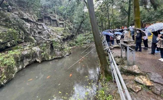 ​灵隐寺旁小溪中大量放生乌龟死亡（为什么？）