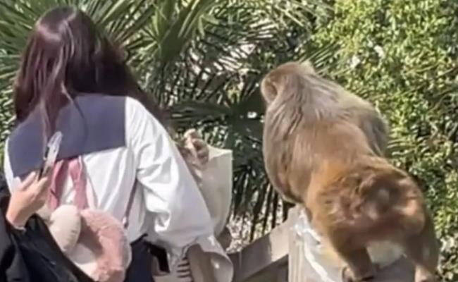 ​女子给猴子喂食被掌掴（游客在旅游时被“顽皮猴”打伤了该怎么办？）