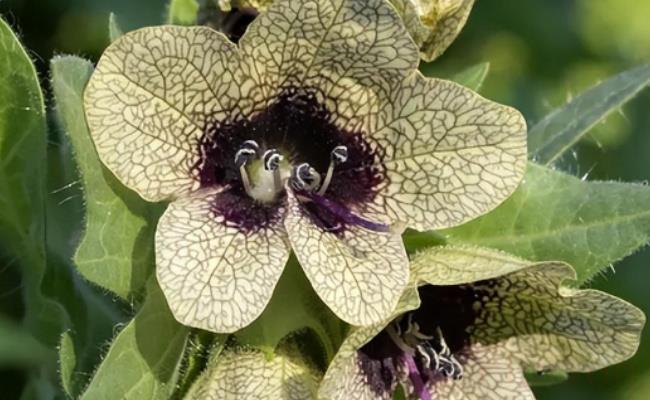 ​古生物学者发现约1.7亿年前的“花”（对研究被子植物有哪些重要意义？）