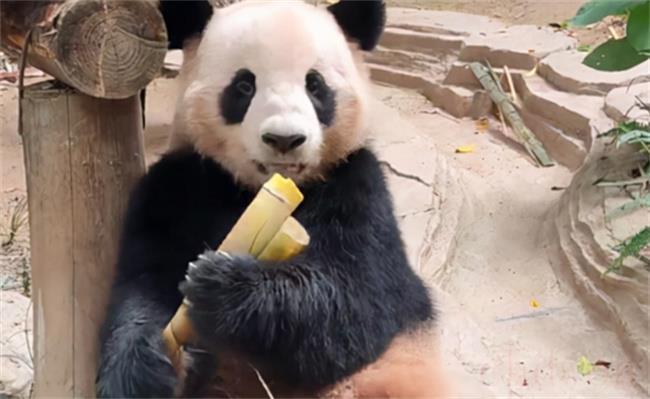 原来熊猫的笑声这么粗犷吗?