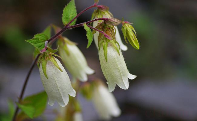 ​古生物学者发现约1.7亿年前的“花”（对研究被子植物有哪些重要意义？）