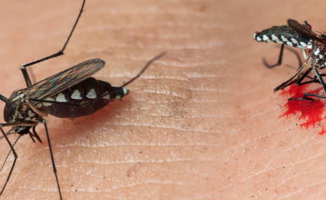 O型血更招蚊子是真的还是假的？