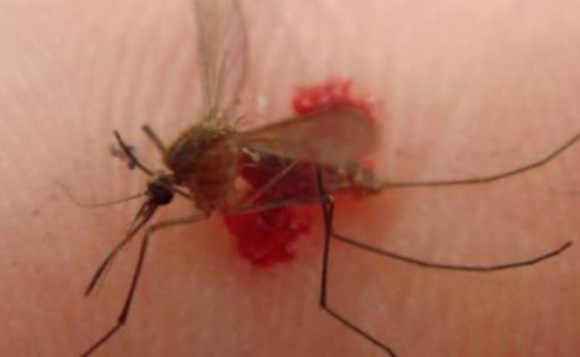 O型血更招蚊子是真的还是假的？