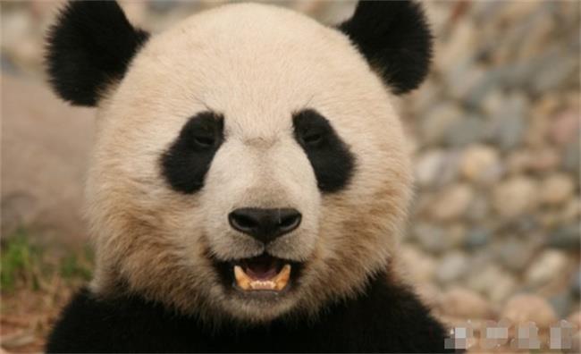 原来熊猫的笑声这么粗犷吗?