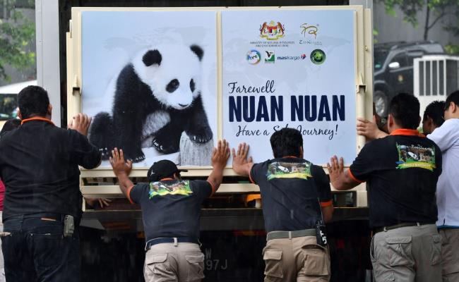 马来西亚5月将送两只大熊猫回国（这是出于什么考虑？）